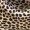 Brown leopard