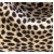 Brown leopard 